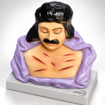 Homicidal Multiple Incised Wounds Model